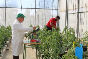 Estudio agronómico Richwater - cultivo tomate